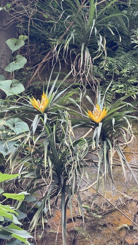 Freycinetia formosana, photograph 3