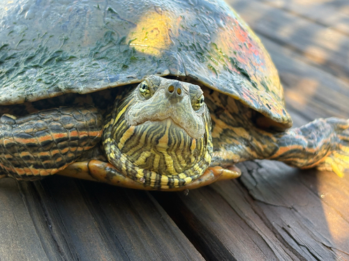 Big Bend Slider