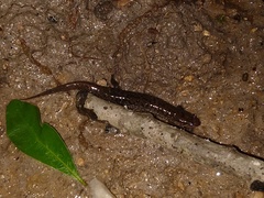 Desmognathus conanti