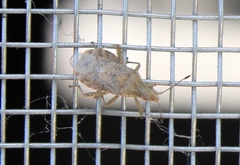 Aufeius impressicollis