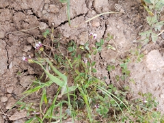 Trifolium monanthum monanthum