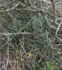 Crassothonna cacalioides