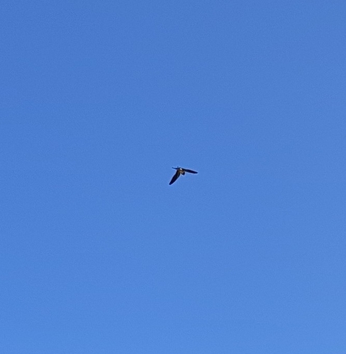 Western House Martin