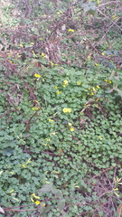 Oxalis pes-caprae