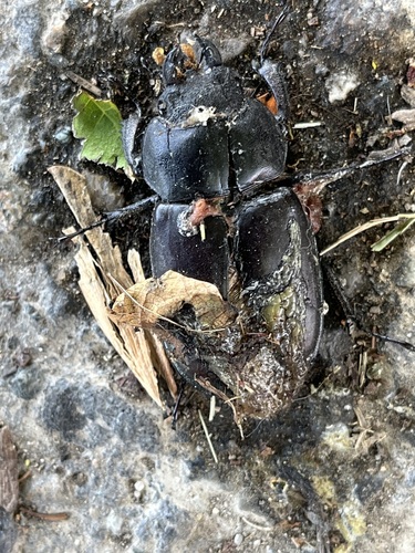 European Stag Beetle