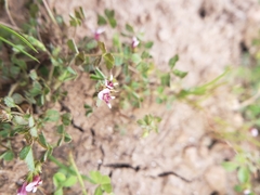 Trifolium monanthum monanthum