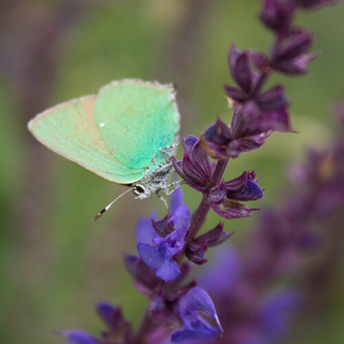 Green Hairstreak