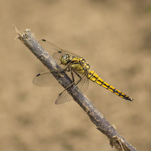 Black-tailed Skimmer