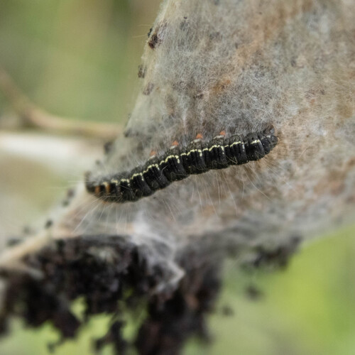 Small Eggar