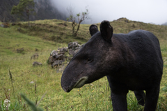 Tapirus pinchaque