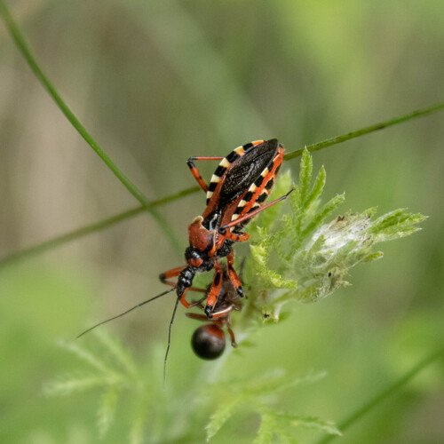 Rhynocoris iracundus