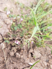 Trifolium monanthum monanthum