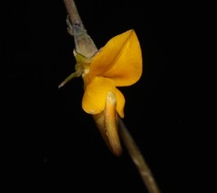 Lebeckia longipes