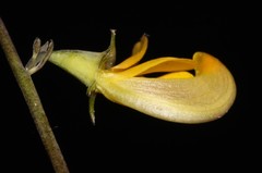 Lebeckia longipes