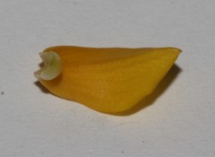Lebeckia longipes