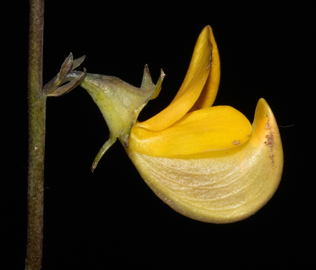 Lebeckia longipes