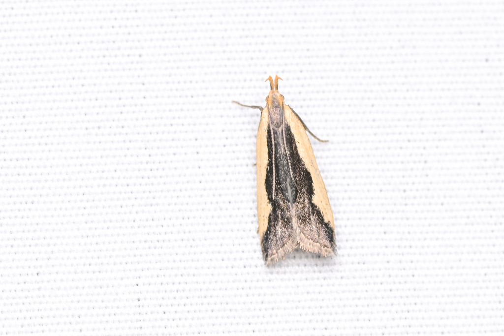 Indented Dichomeris Moth