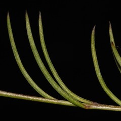 Lebeckia longipes