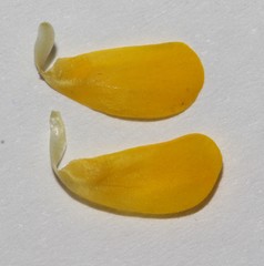Lebeckia longipes