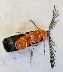 Pterotus obscuripennis