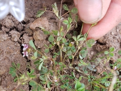 Trifolium monanthum monanthum