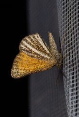 Isturgia limbaria