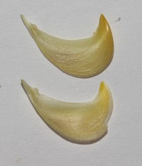 Lebeckia longipes