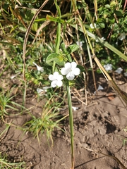 Barleria elegans, photograph (c) Mark Costello, some rights reserved (CC BY)