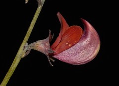 Lebeckia longipes