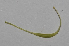Lebeckia longipes