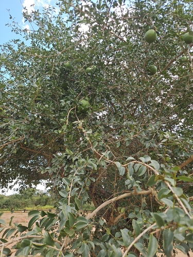Strychnos spinosa, photograph 5