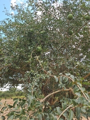 Strychnos spinosa, photograph (c) Mark Costello, some rights reserved (CC BY)