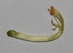 Lebeckia longipes