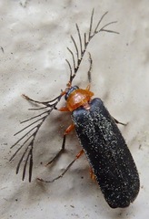 Pterotus obscuripennis