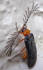 Pterotus obscuripennis