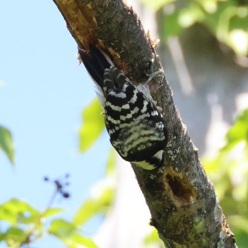 Lesser Spotted Woodpecker