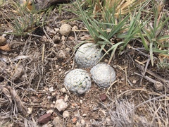 Mammillaria albiflora