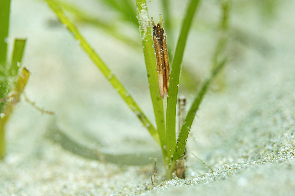 Cymodocea nodosa; photograph (c) Xavier Mas, some rights reserved (CC BY)