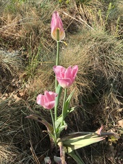 Tulipa gesneriana
