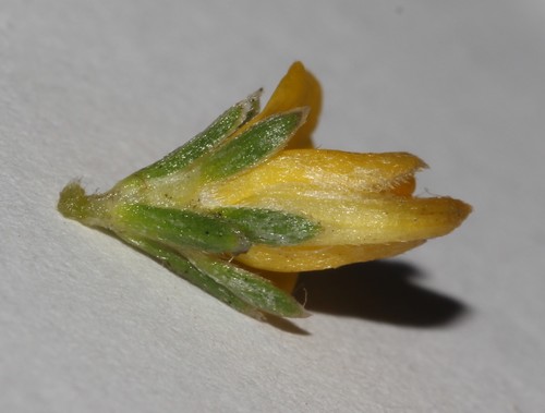 Image of Aspalathus villosa by (c) Brian du Preez, some rights reserved (CC BY-SA)