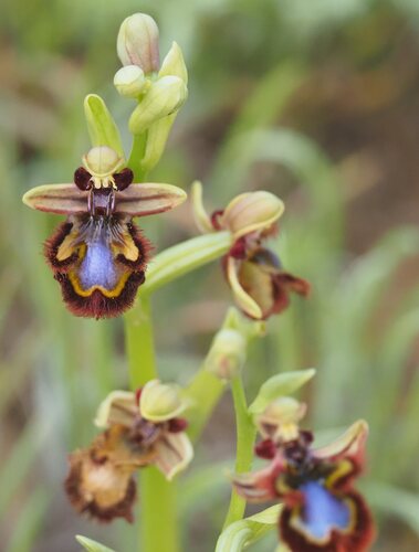 Ophrys speculum, photograph 6
