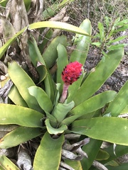 Quesnelia quesneliana