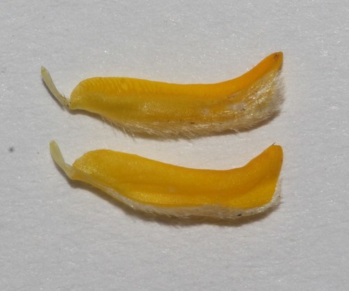 Image of Aspalathus villosa by (c) Brian du Preez, some rights reserved (CC BY-SA)
