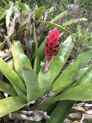 Quesnelia quesneliana