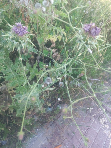 milk thistle