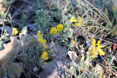 Genista albida
