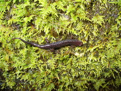 Desmognathus perlapsus