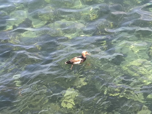 Red-crested Pochard