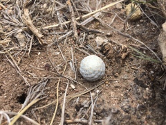 Mammillaria albiflora
