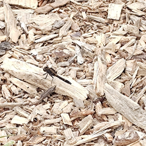 Dot-tailed Whiteface